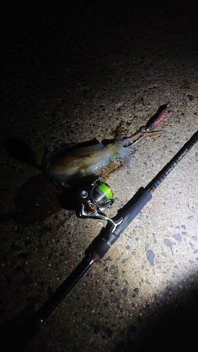 エギングしに行ったんですけど…