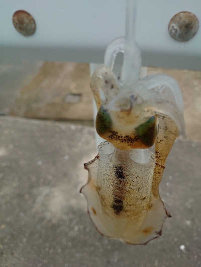 エギング短時間釣行