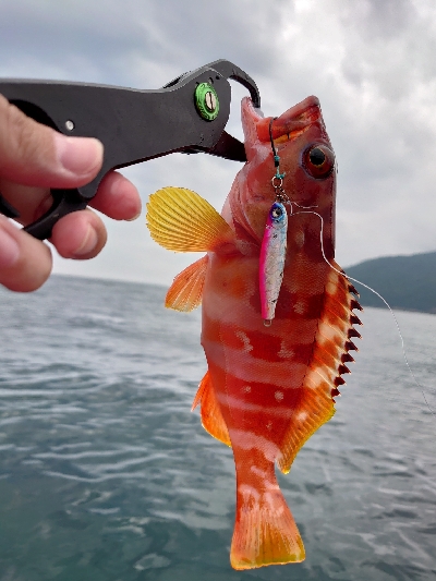 レンタル手漕ぎボート