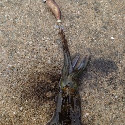 アオリ新子調査