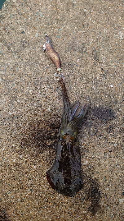 アオリ新子調査