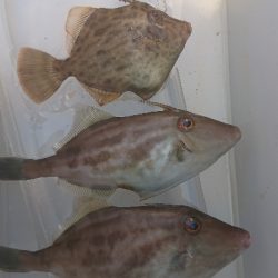 2週間ぶりのカワハギ釣り