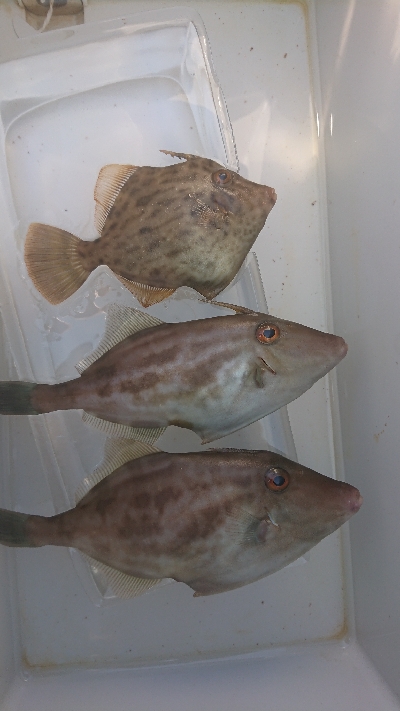 ２週間ぶりのカワハギ釣り