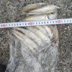 苅屋海岸のキス釣り