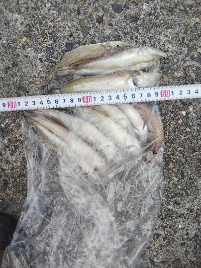 苅屋海岸のキス釣り