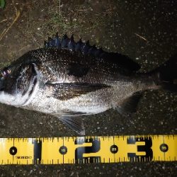 シーバス狙いが…