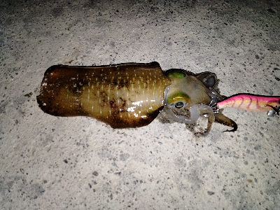 久美浜　アオリイカ、根魚遠征