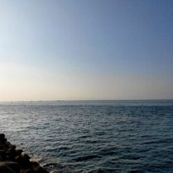 ハマチ45cmぐらい2匹