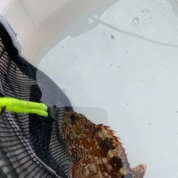 青物好調!人工島