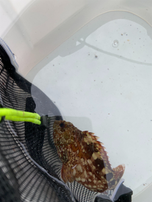 青物好調!人工島