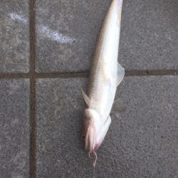 今年１発目の太刀魚調査