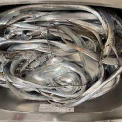 まだまだタチウオ