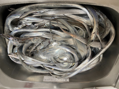 まだまだタチウオ