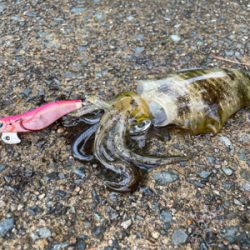 秋イカエギング