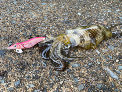 秋イカエギング