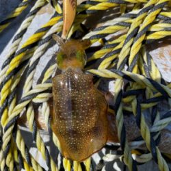 ボート　ジギング&タイラバ &エギング