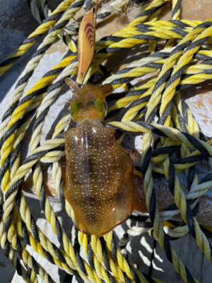 ボート　ジギング&タイラバ &エギング