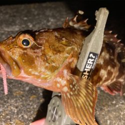 久々の釣行、癒しのガッシー