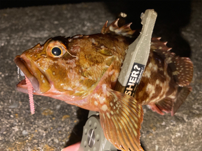 久々の釣行、癒しのガッシー