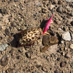 シーズン満喫、一週間で新子サイズアップ？