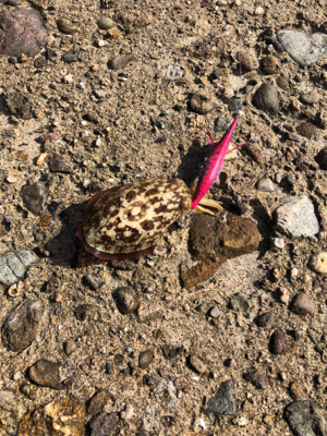 シーズン満喫、一週間で新子サイズアップ？