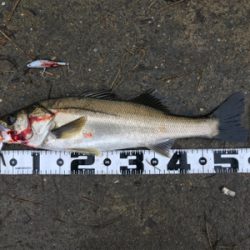 食い込みが浅いかと思いきやフックが伸びていた(>_<)