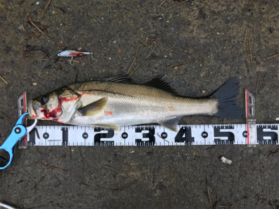 食い込みが浅いかと思いきやフックが伸びていた(>_<)