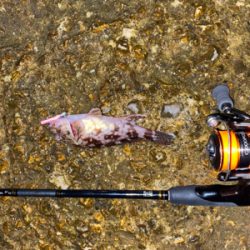 秋の気配がぼちぼち