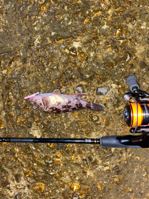 秋の気配がぼちぼち