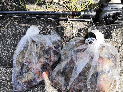 雨上がりでタコ