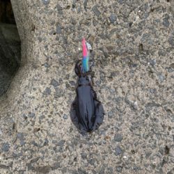 エギを通すと、ワラワラ^ ^