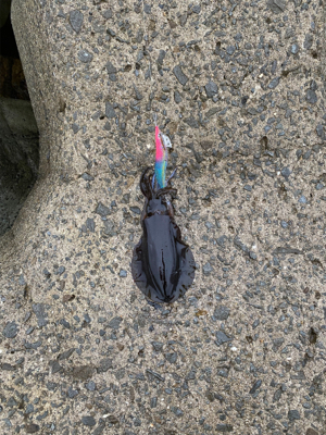 エギを通すと、ワラワラ^ ^