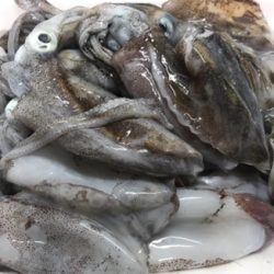 少し大きくなったアオリイカ