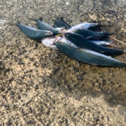 ショアブリ トライデント150/60