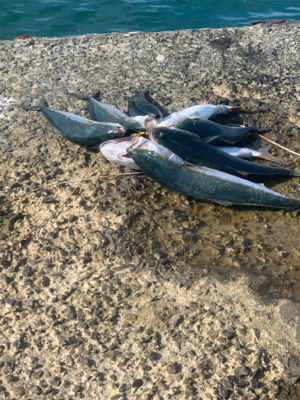 ショアブリ トライデント150/60