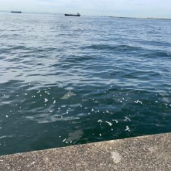 今年初の太刀魚