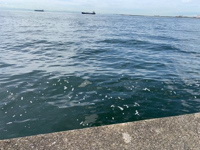 今年初の太刀魚