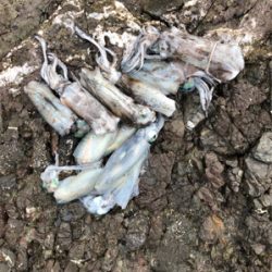 ロックショア４目魚