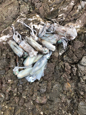 ロックショア４目魚