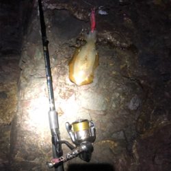 青物エギング日和