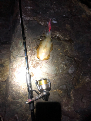 青物エギング日和