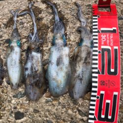 アオリイカいますよ｡