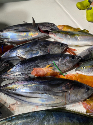 カツオキャスティング