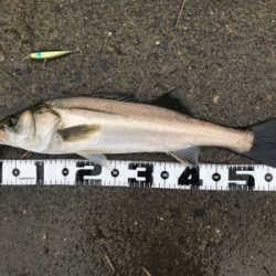 つ抜け超えの12本‼️