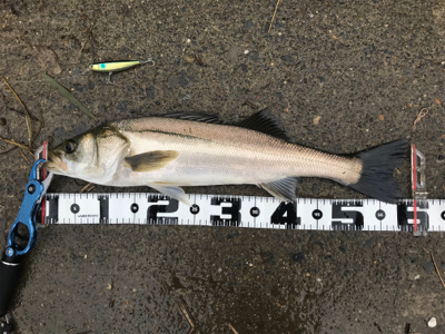 つ抜け超えの12本‼️