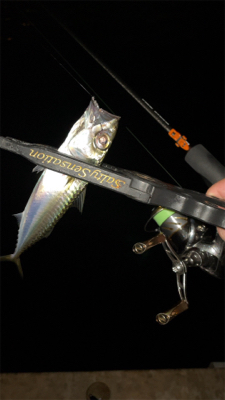 アジングナイト