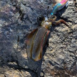 2021佐渡ヶ島エギング 5回目