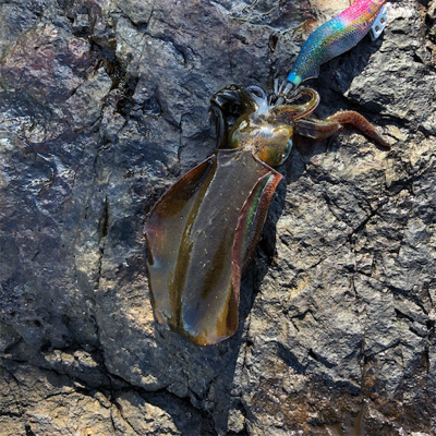 2021佐渡ヶ島エギング 5回目