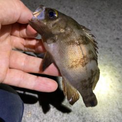 ライトゲームでアジ、メバル