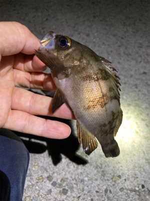 ライトゲームでアジ、メバル